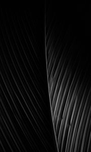 Preview wallpaper leaf, dark, bw