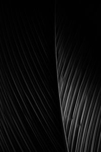 Preview wallpaper leaf, dark, bw