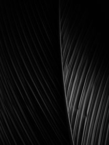 Preview wallpaper leaf, dark, bw