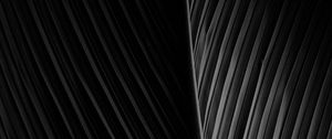 Preview wallpaper leaf, dark, bw