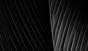 Preview wallpaper leaf, dark, bw