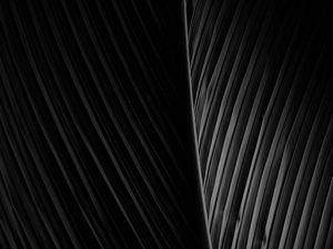 Preview wallpaper leaf, dark, bw