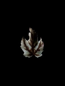 Preview wallpaper leaf, dark, minimalism, darkness