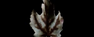 Preview wallpaper leaf, dark, minimalism, darkness