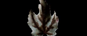 Preview wallpaper leaf, dark, minimalism, darkness