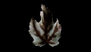 Preview wallpaper leaf, dark, minimalism, darkness