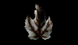Preview wallpaper leaf, dark, minimalism, darkness
