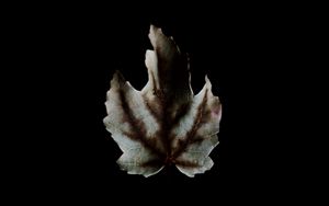 Preview wallpaper leaf, dark, minimalism, darkness