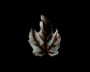 Preview wallpaper leaf, dark, minimalism, darkness