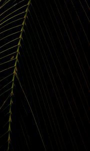 Preview wallpaper leaf, dark, plant
