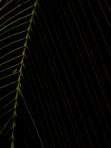 Preview wallpaper leaf, dark, plant