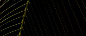 Preview wallpaper leaf, dark, plant