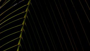 Preview wallpaper leaf, dark, plant