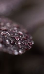 Preview wallpaper leaf, dew, drops, wet, macro