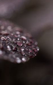 Preview wallpaper leaf, dew, drops, wet, macro