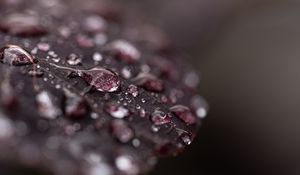 Preview wallpaper leaf, dew, drops, wet, macro