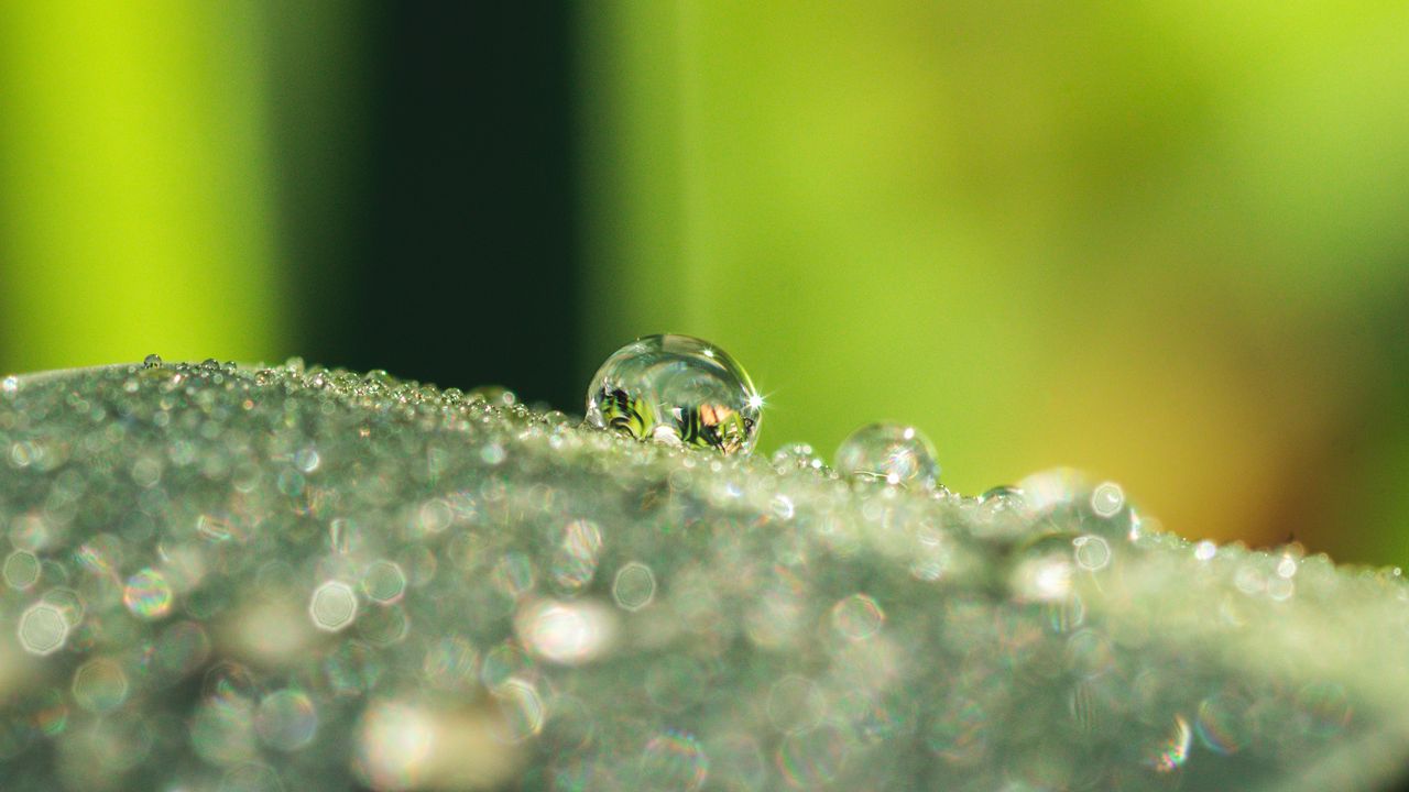 Wallpaper leaf, dew, drops, glare, macro