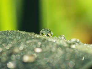 Preview wallpaper leaf, dew, drops, glare, macro