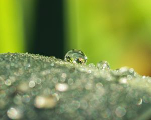 Preview wallpaper leaf, dew, drops, glare, macro