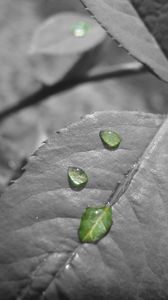 Preview wallpaper leaf, drop, black white, branch