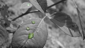 Preview wallpaper leaf, drop, black white, branch