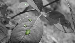 Preview wallpaper leaf, drop, black white, branch