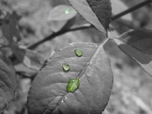 Preview wallpaper leaf, drop, black white, branch