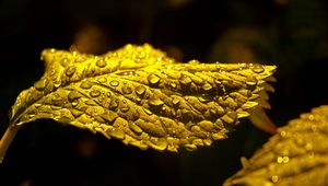 Preview wallpaper leaf, drop, carved, shadow