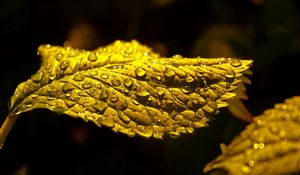 Preview wallpaper leaf, drop, carved, shadow