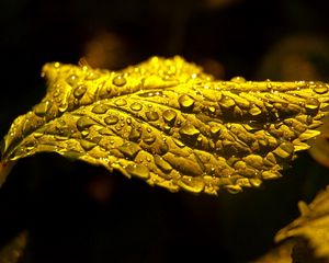 Preview wallpaper leaf, drop, carved, shadow