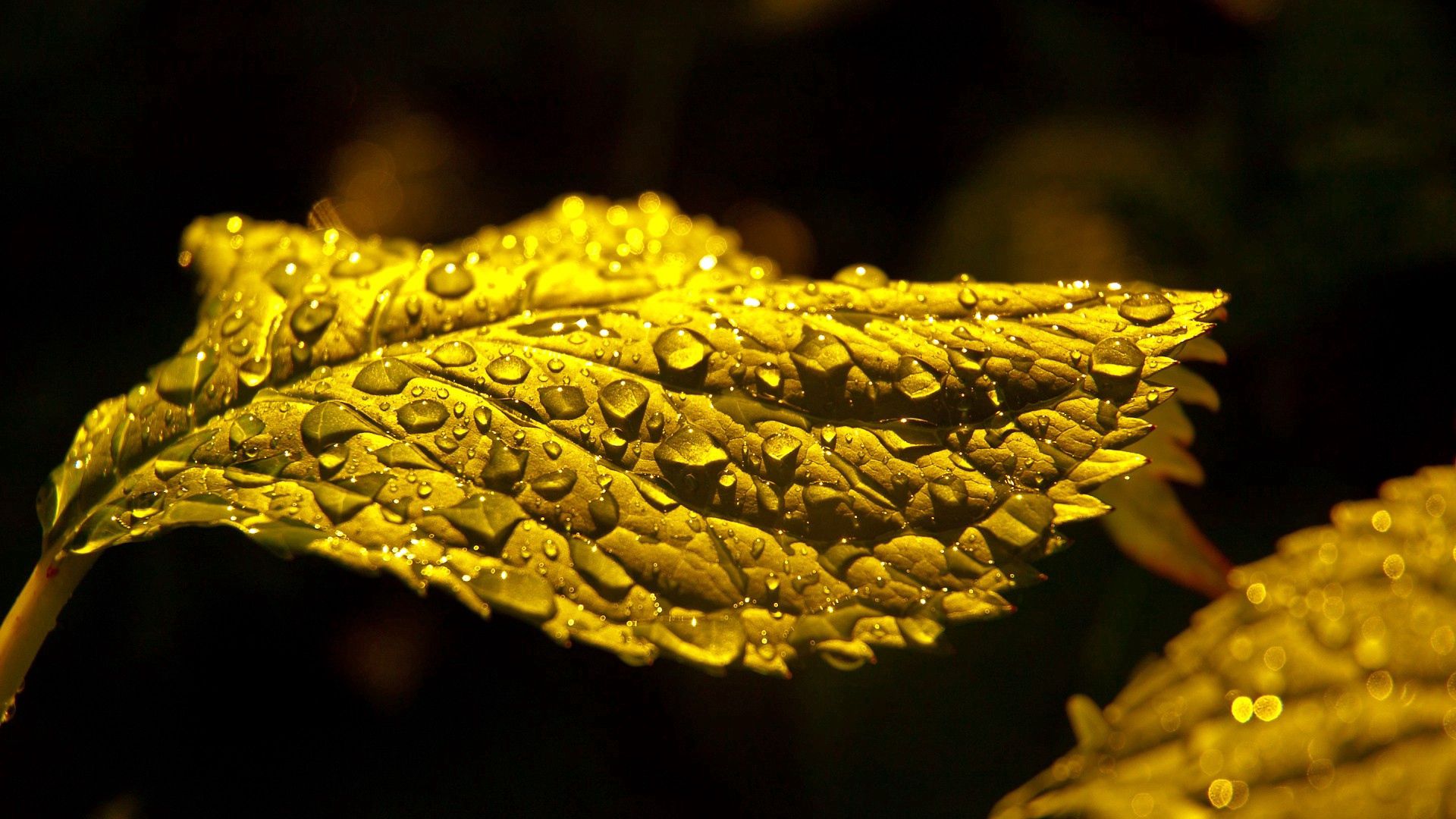 Download wallpaper 1920x1080 leaf, drop, carved, shadow full hd, hdtv