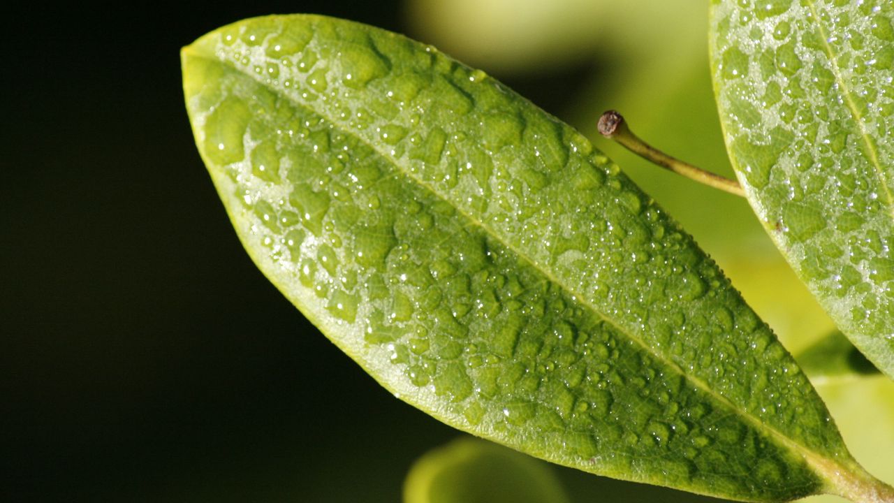 Wallpaper leaf, drop, dew, surface
