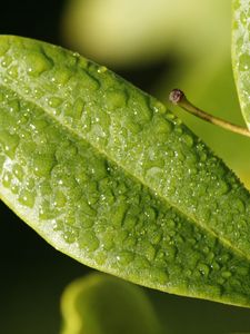 Preview wallpaper leaf, drop, dew, surface