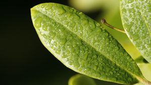 Preview wallpaper leaf, drop, dew, surface