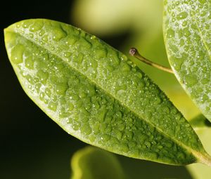 Preview wallpaper leaf, drop, dew, surface
