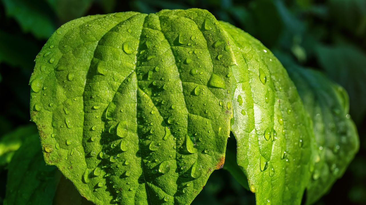 Wallpaper leaf, drop, dew