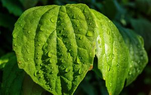 Preview wallpaper leaf, drop, dew