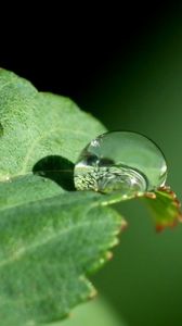 Preview wallpaper leaf, drop, dew, close-up