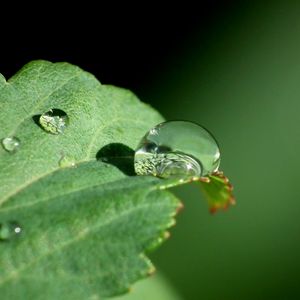 Preview wallpaper leaf, drop, dew, close-up