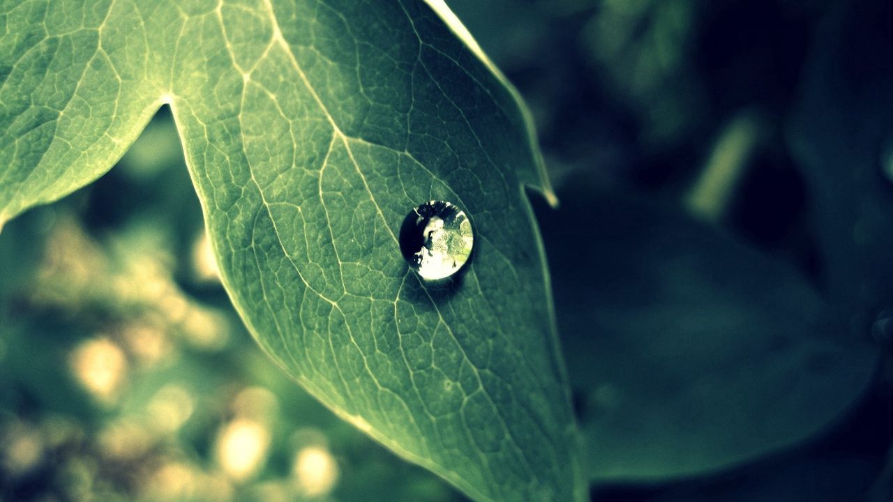 Wallpaper leaf, drop, dew, morning