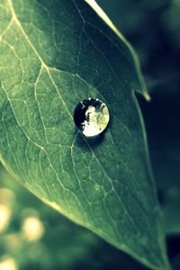 Preview wallpaper leaf, drop, dew, morning