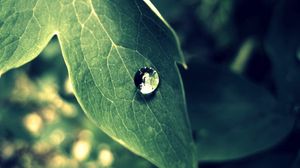 Preview wallpaper leaf, drop, dew, morning