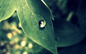 Preview wallpaper leaf, drop, dew, morning