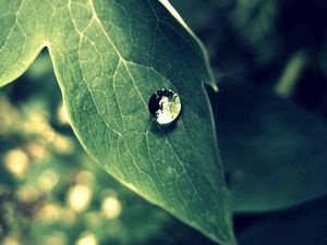 Preview wallpaper leaf, drop, dew, morning