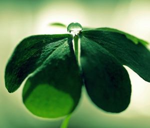 Preview wallpaper leaf, drop, dew, light, glare