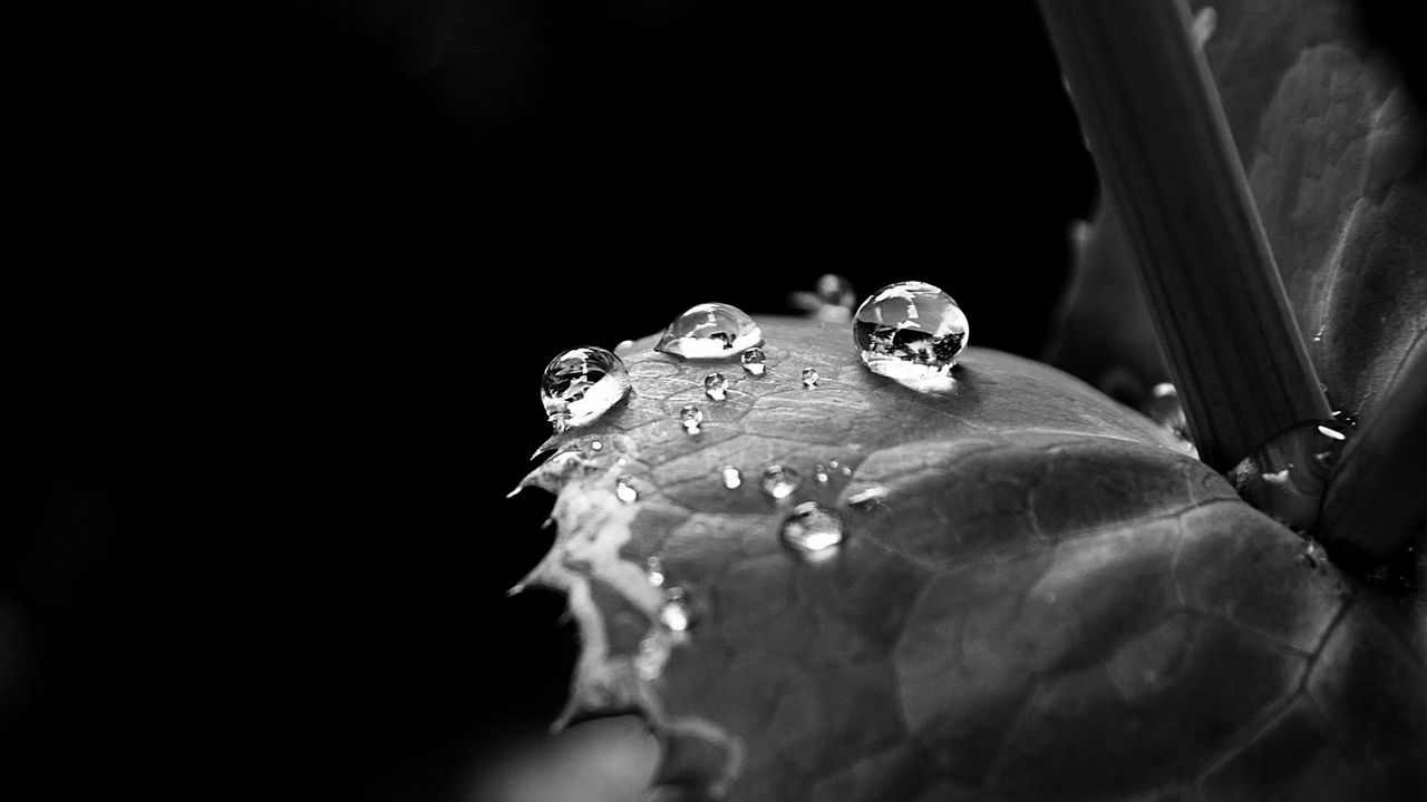 Wallpaper leaf, drop, dew, black and white