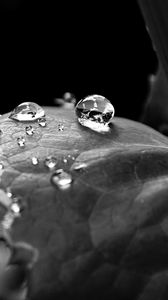 Preview wallpaper leaf, drop, dew, black and white