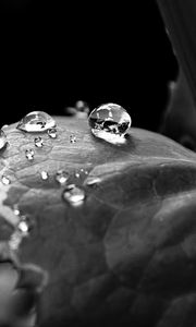 Preview wallpaper leaf, drop, dew, black and white