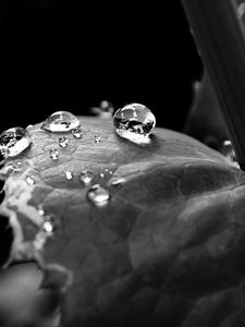 Preview wallpaper leaf, drop, dew, black and white