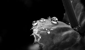 Preview wallpaper leaf, drop, dew, black and white